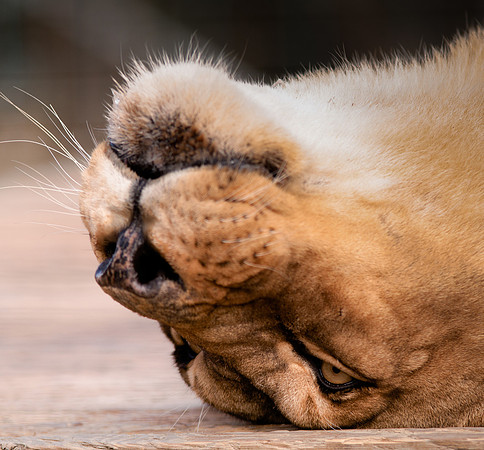 Big Cats-2308