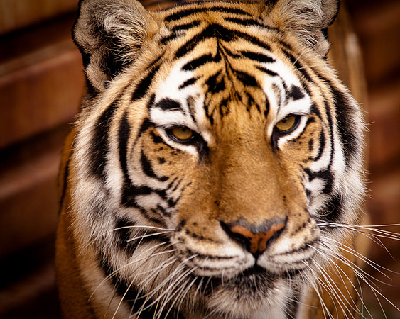 Big Cats-2222