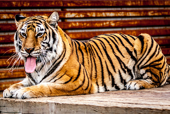 Big Cats-1797