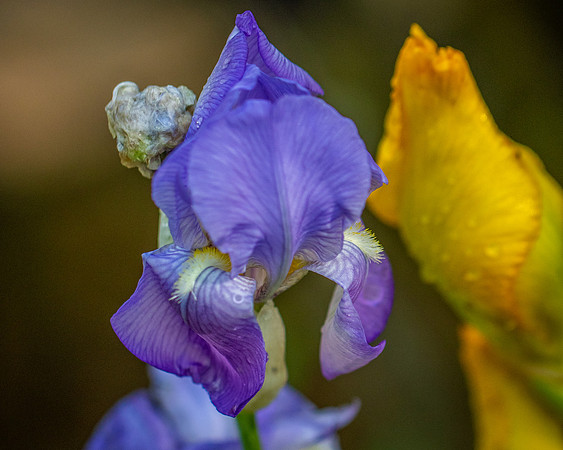 flower-2959