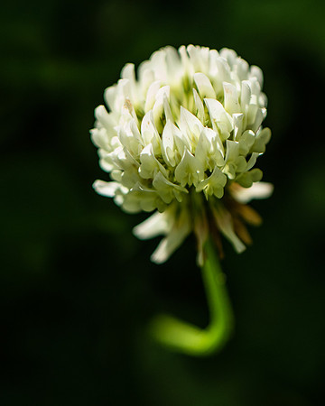 Flower-3361