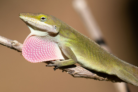 Reptile-3520