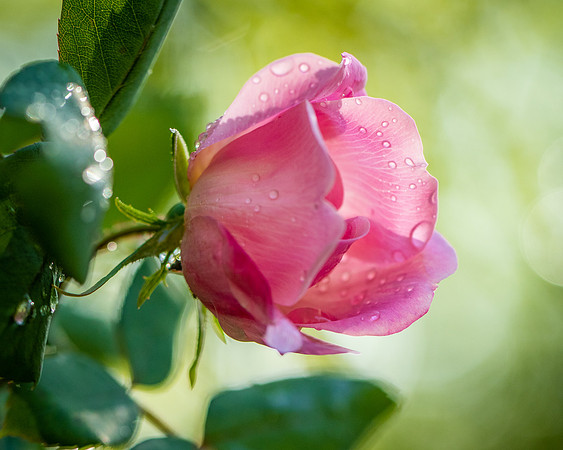 flower-2882