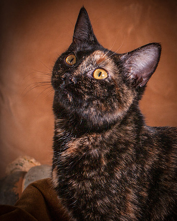 Cats-5743