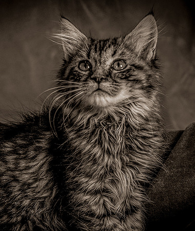 Cats-5760