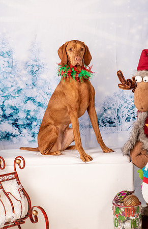 Dogs-2277
