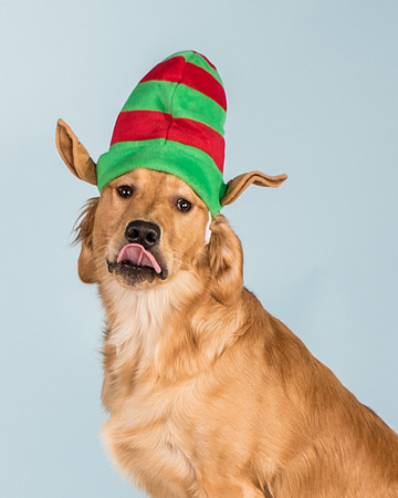 Dogs-3192