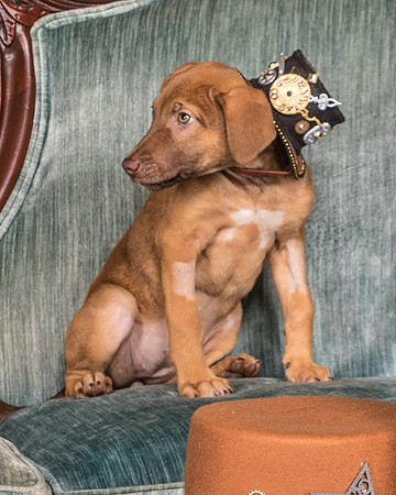 Foster Bronwyn-8332