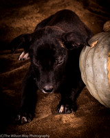 Foster Beryl-6271