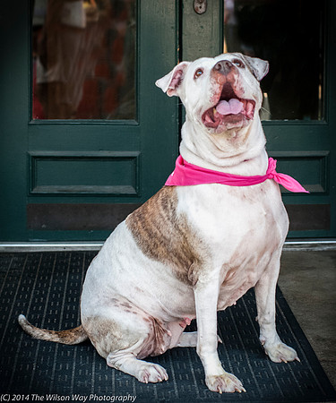 Foster Snickers-9305