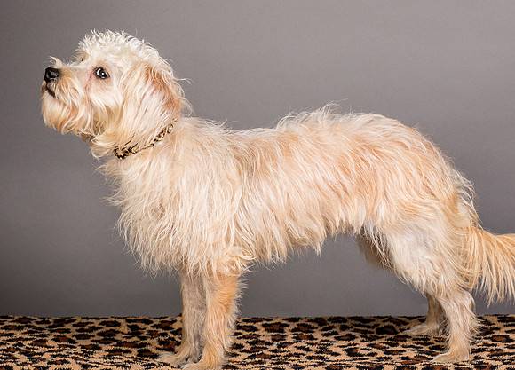 Foster Henrietta-8658