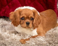 Charlie -4284