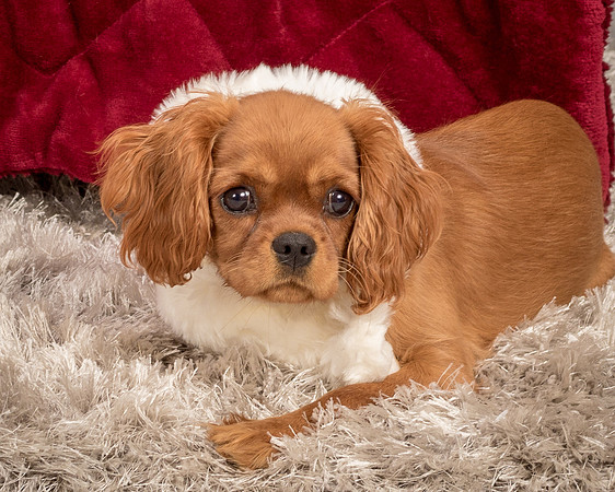 Charlie -4284