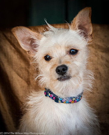 Foster Hugo-9384