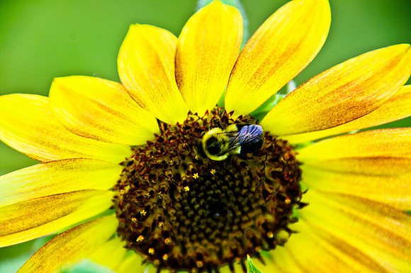 sunflowers-9246