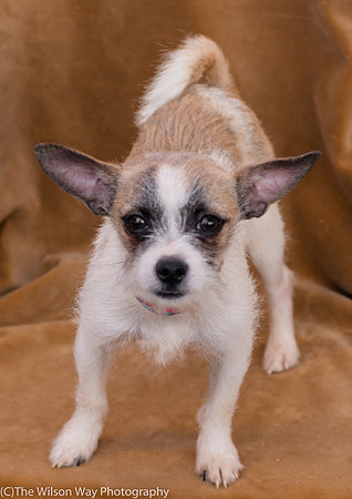 Foster Gordie-9477