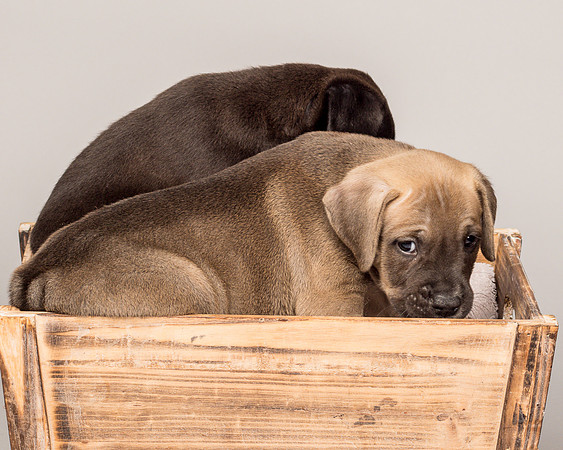 Fosters Pebbles and Gazoo-1857