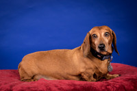 Abrams-Jimmy Dean-8207