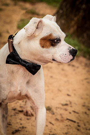 Debo-0382