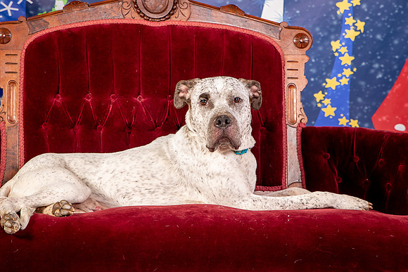 Foster Sylvester-0974