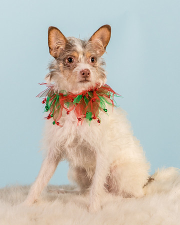 Foster Reagan-4939