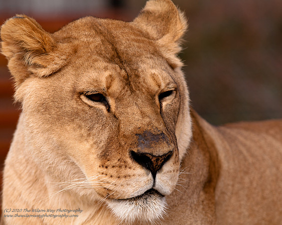 Suzies Pride-2443