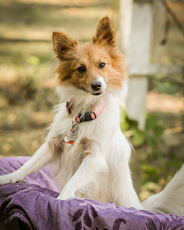 Foster Brandi-3236