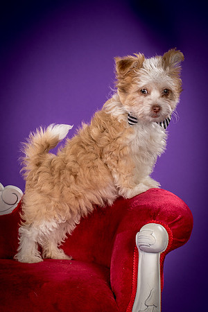 Foster Zen-4392