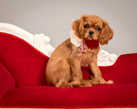 Charlie -4300