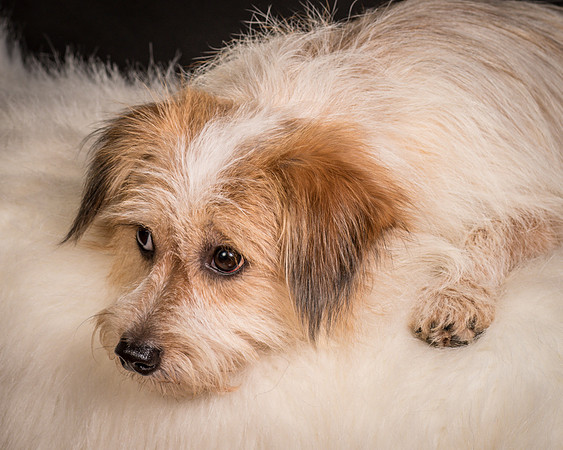 Foster Tiny-1677