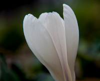 IMGP2679