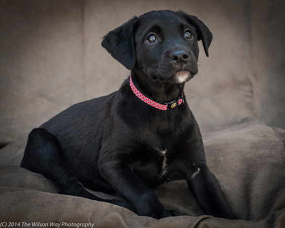 Foster Gumby-2396