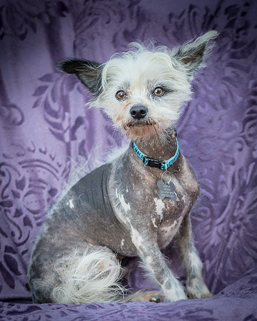 Foster Freckles-5404