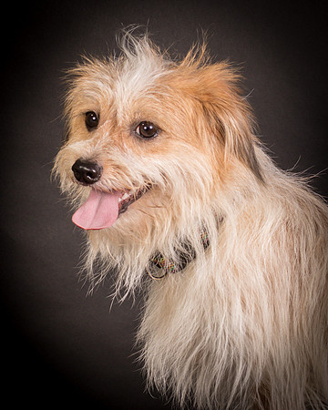 Foster Tiny-1232