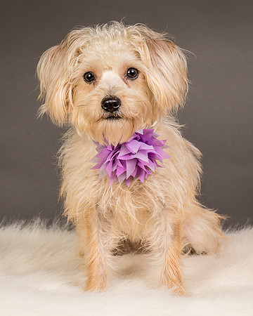 Foster Henrietta-8467