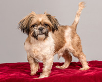 Foster Toffee-4593