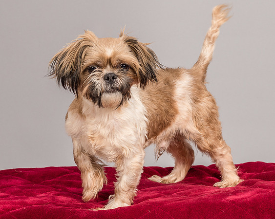 Foster Toffee-4593