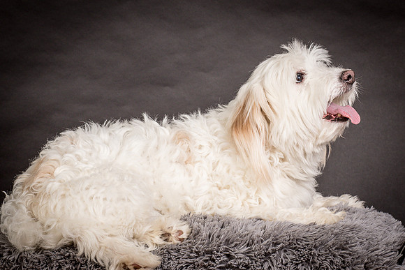 Foster Frosty-0633