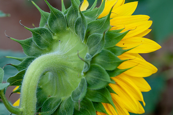 sunflowers-1932