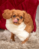 Charlie -4290