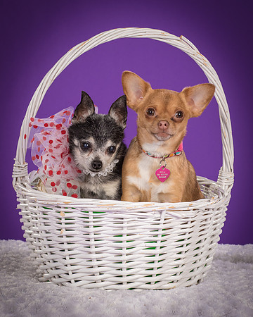 Rhumba and Hula-5491