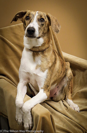 Foster Foofa-1098