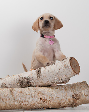 GCSPCA BB-6191