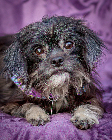 Foster Selene-2814