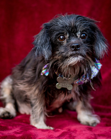 Foster Selene-2704