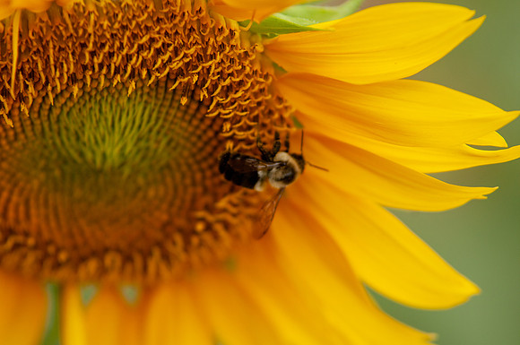 sunflowers-8380