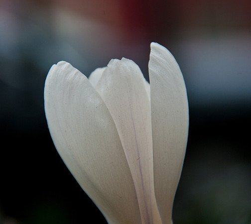 IMGP2678
