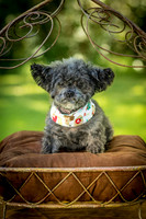 Foster Vivienne-7241