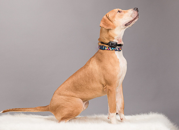 Foster Troy-6309
