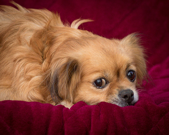 Foster Tia Maria-7943